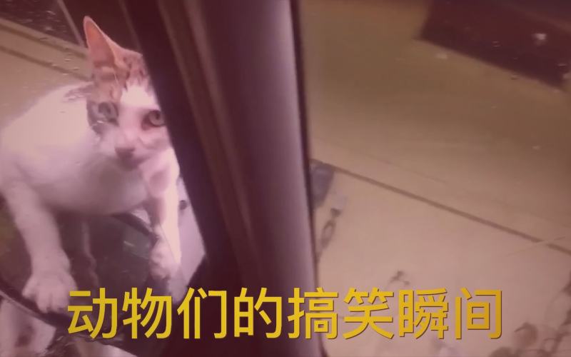电影剧照：一张老旧全家福照片特写，照片中人物表情各异，背景模糊